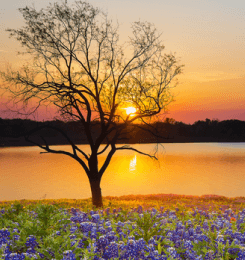 Tree and flowers during sunset